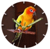 Limited Edition Tropical Bird Watches