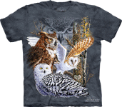 Find 11 Owls