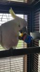 Busy Beaks Bagel Nut Foot Toy