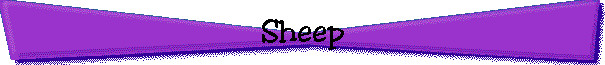 Sheep