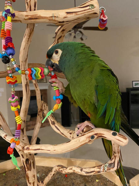 Illiger Macaw Larry loves his Roving Beads
