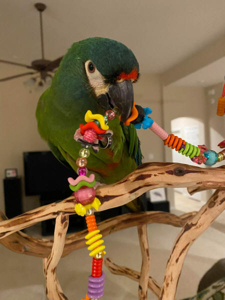 Illiger Macaw Mac loves his Roving Beads