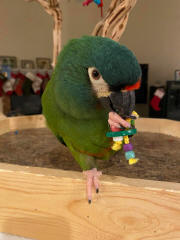 Illiger Macaw, Mac (who loves beads)