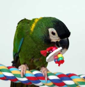 Yellow Collar Macaw enoying popping beads.