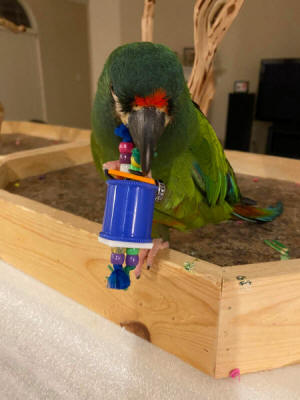 Illiger Macaw, Mac, with Spools, Buttons & Beads!