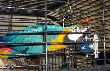 Goodie Gadget with Jazzi the BG Macaw