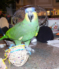 Tommy (Orange Winged Amazon) is going to go steal Simon's Fiesta Ball!